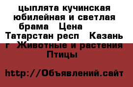 цыплята кучинская юбилейная и светлая брама › Цена ­ 150 - Татарстан респ., Казань г. Животные и растения » Птицы   